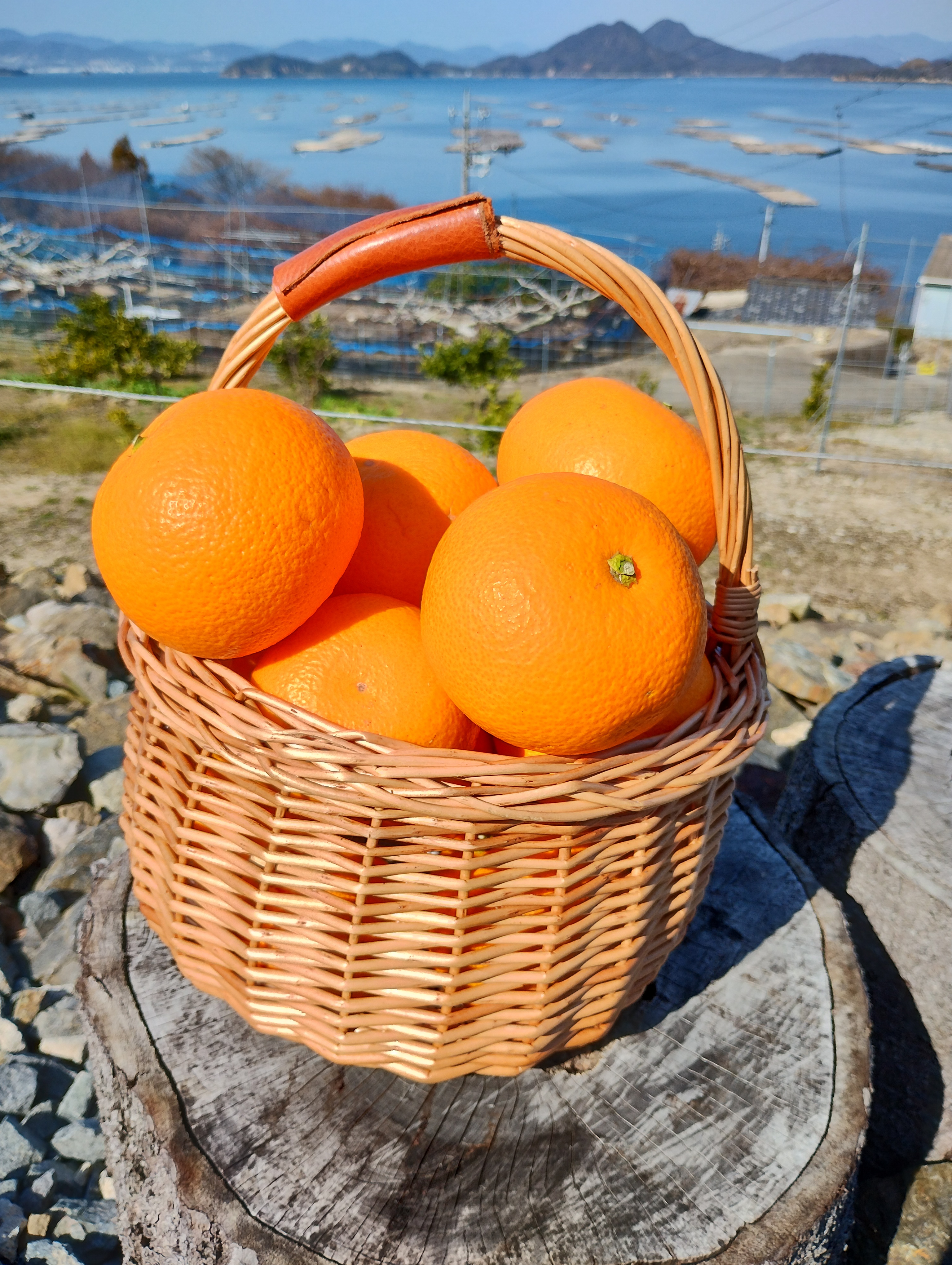 広島産八朔 （はっさく）自慢の果実（贈答用）2L3L4L 10K｜果物の