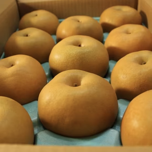 【長野県産】梨　南水　5kg 贈答品