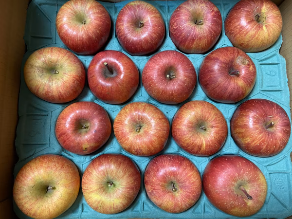 数量限定！【家庭用】サンふじ 約5kg～ 信州りんご 