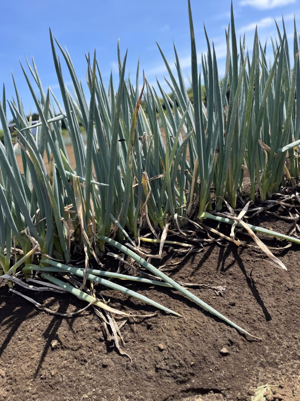 訳あり　長ネギ