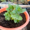 【自宅で簡単栽培！】鉢付き ミントの苗 1本 ☆あまミント☆