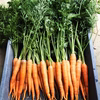 ☆キャンプにもお薦め❗️バーベキュー・グリル用朝獲れ野菜特選セット・福岡県糸島産
