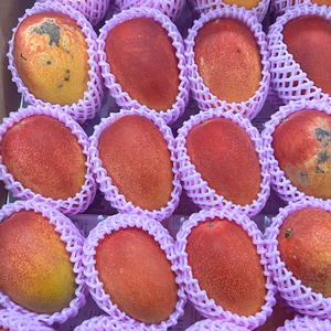 家庭用 宮崎完熟マンゴー ２KG 約６玉