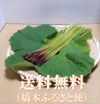 里山の香り　山蕗(ふき）数量限定販売　谷奥深産