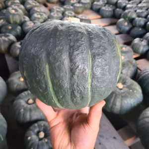 限定3セット！特濃こふき5.6 4～5kg 約2玉