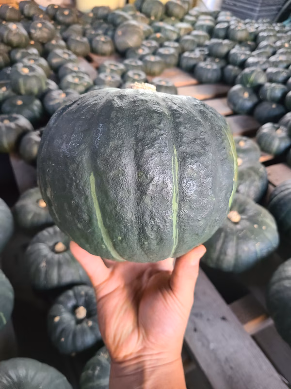 限定3セット！特濃こふき5.6 4～5kg 約2玉