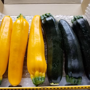 ズッキーニ詰め合わせ(お試し価格)