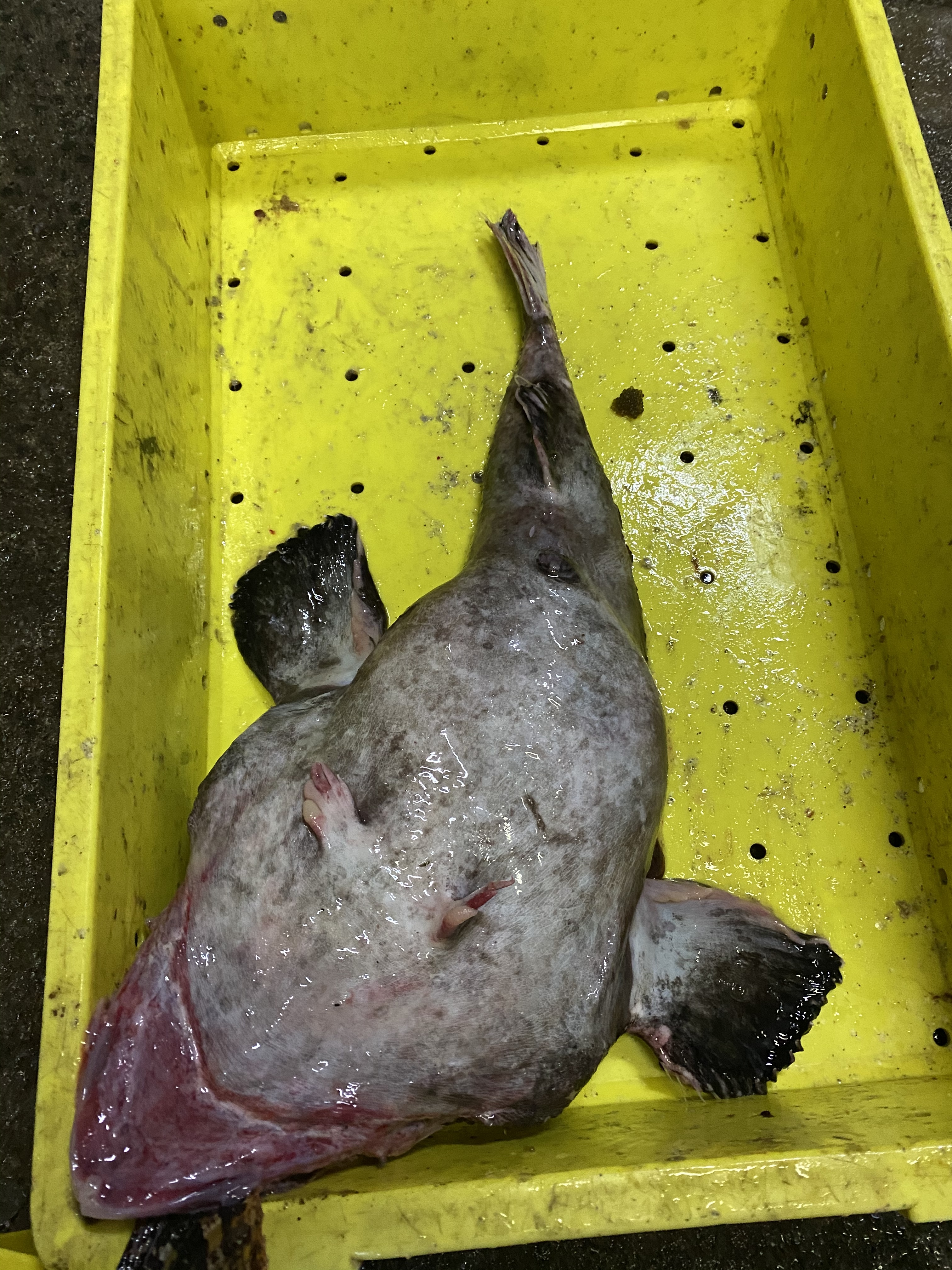 本日水揚げ 活〆 アンコウセット 鍋用 農家漁師から産地直送の通販 ポケットマルシェ