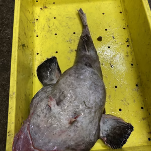 本日水揚げ‼️ 活〆　アンコウセット　鍋用　