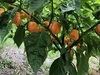 生唐辛子　品種『ハバネロ』オレンジ　５００g