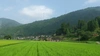 無農薬　米粉　2.7kg【900g✕3個】京都・美山産