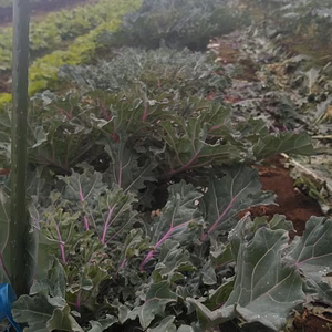 プチヴェール500グラム！1袋ずつ袋詰め！