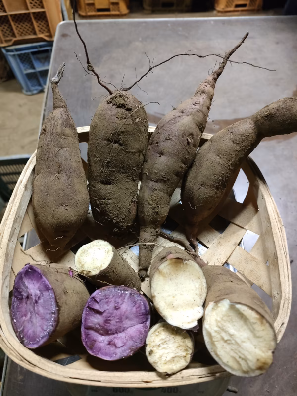 【食べ比べ】3種のサツマイモセット