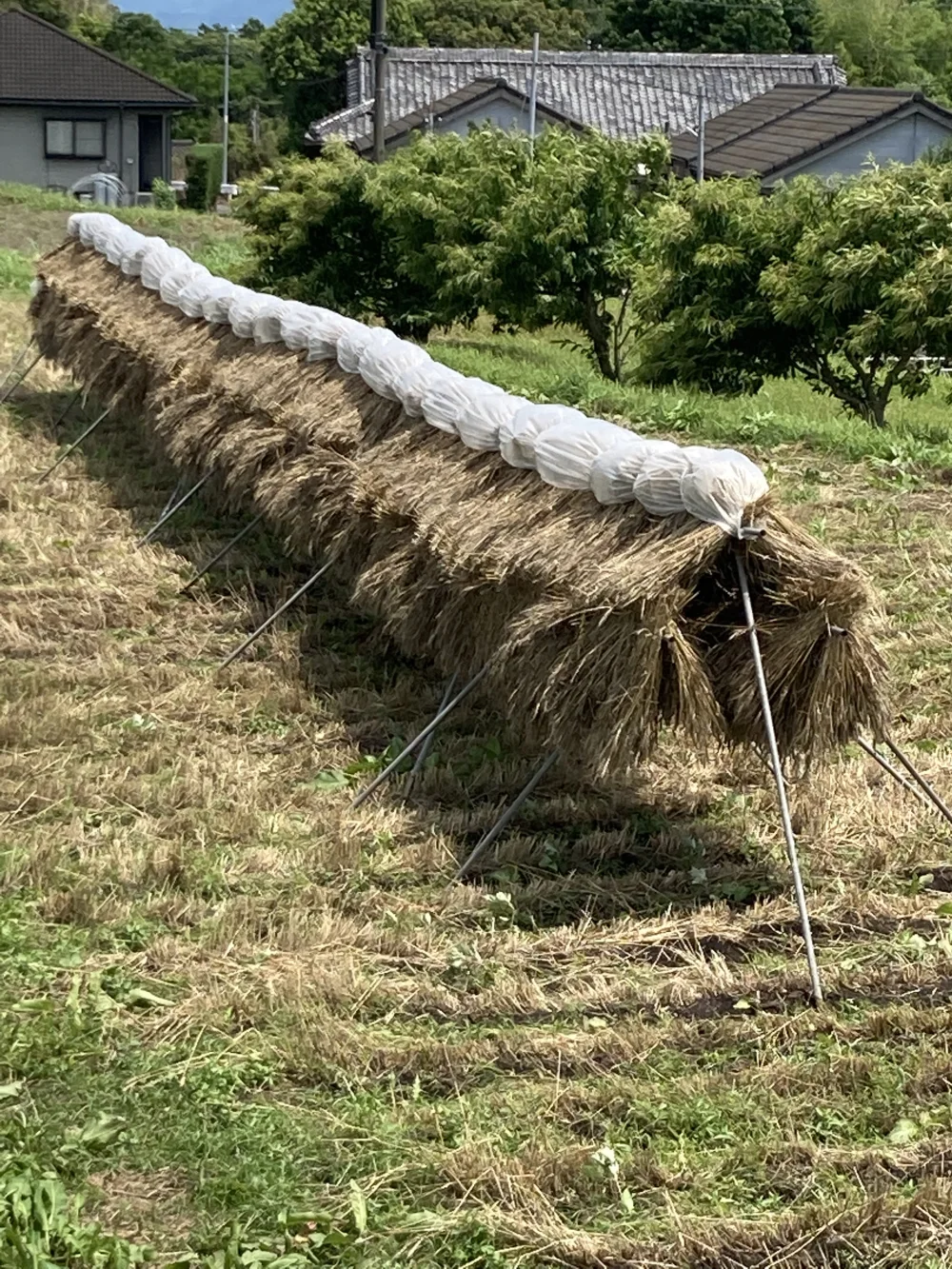 小麦の薄力粉1kg 桜島の恵み無農薬 無肥料 除草剤不使用