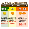 【今ならタイムセール×送料無料中！】人気！和歌山有田みかん！訳あり