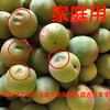 【黄梅】〜南高梅〜〈6月発送〉