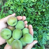 【季節の梅しごと】自然栽培で育った紀州南高梅・青梅・和歌山県産