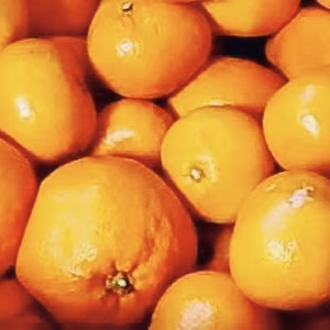和歌山(橋本)の温州みかん