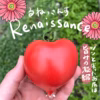 トマト 3種セット 北海道壮瞥町産  農家直送