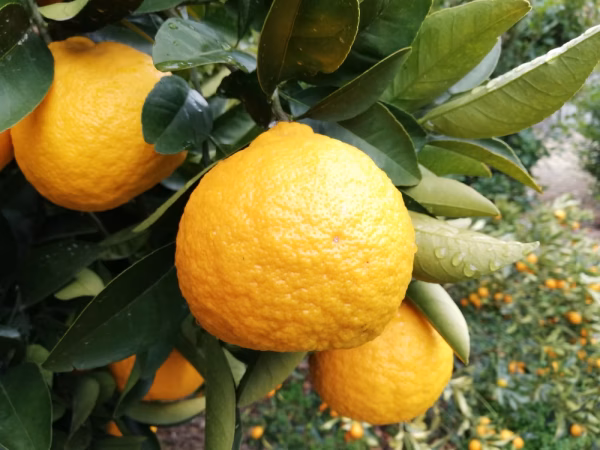 紀州“葉付きの三宝柑”