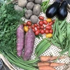【月2定期】冬のおまかせ野菜セット 5-8 種類 
