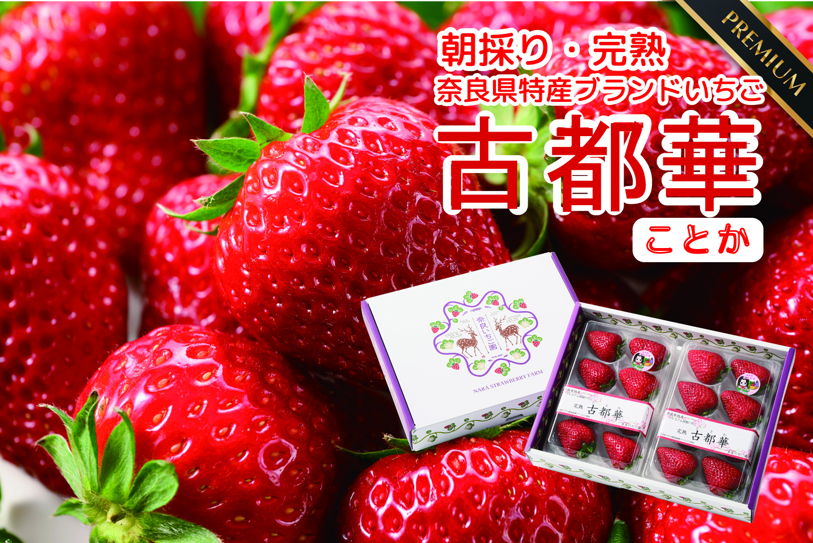 完熟いちご 古都華” 8～15粒（270～320g）×2パック｜いちごの商品詳細