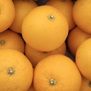 無肥料、無農薬の自然農法 八朔 (はっさく)