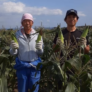 【数量限定!8月中旬順次発送】朝もぎ！8〜9本北海道産ピュアホワイトＳＰ　