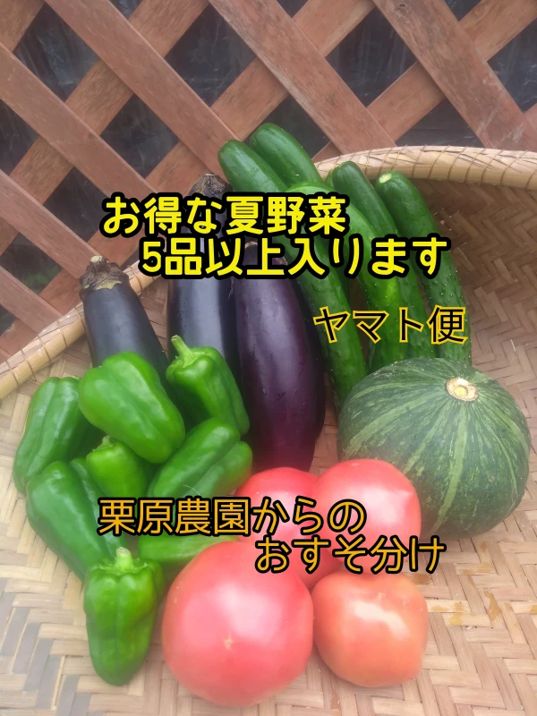 【お得な野菜セット5品✨箱いっぱい‼️*】夏野菜セット ヤマト便