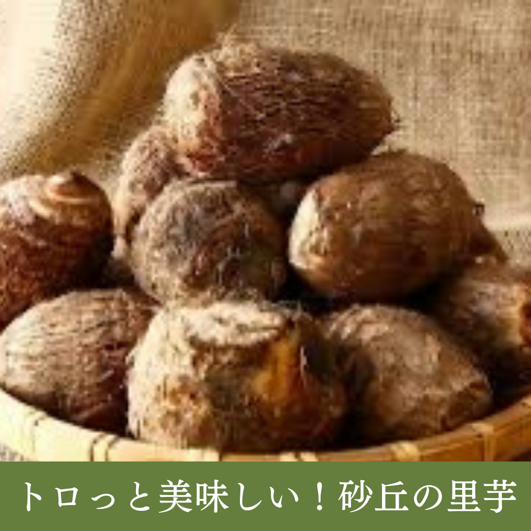 ねっとり食感!白く輝く、庄内砂丘産「里芋」大和早生 1kg サイズバラ