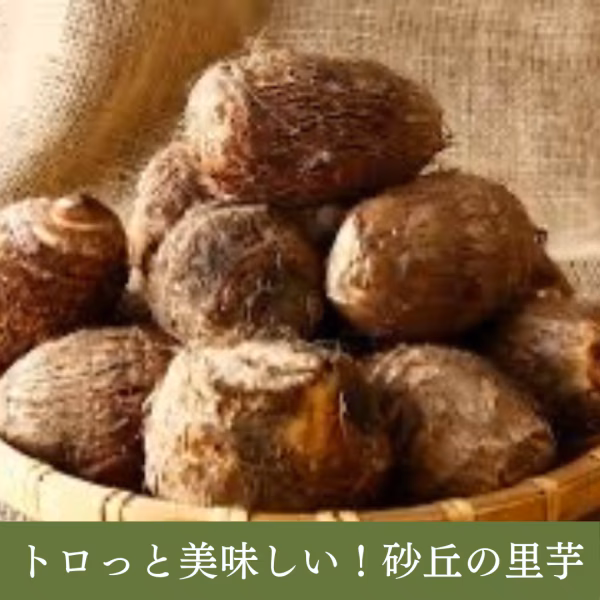 ねっとり食感！白く輝く、庄内砂丘産「里芋」大和早生