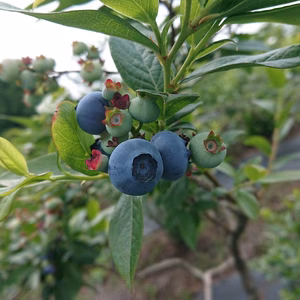 ジューシー！甘い！ブルーベリー