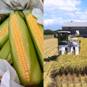 コシヒカリ➕お口いっぱいの幸せ♪(๑>◡<๑)ゴールドラッシュ