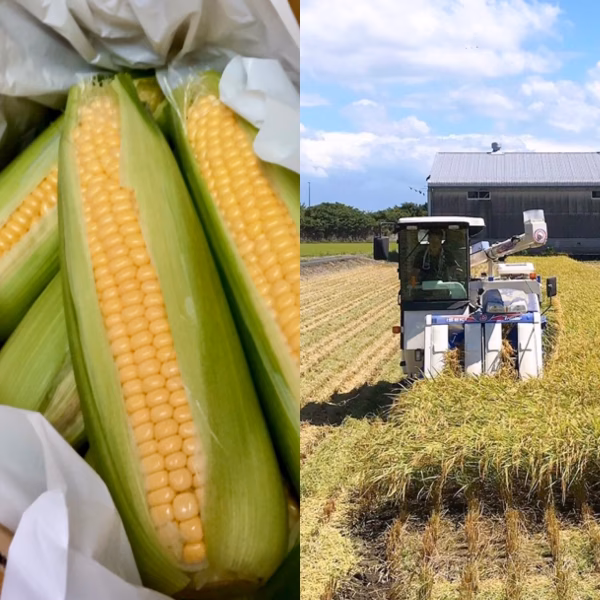 コシヒカリ➕お口いっぱいの幸せ♪(๑>◡<๑)ゴールドラッシュ