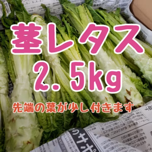 コリコリ食感がやみつき！茎レタス　2.5kg