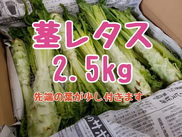 コリコリ食感がやみつき！茎レタス　2.5kg