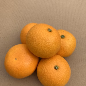 プチ極小玉　紅八朔