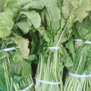 生の野沢菜 ドーンと漬けておくりや！