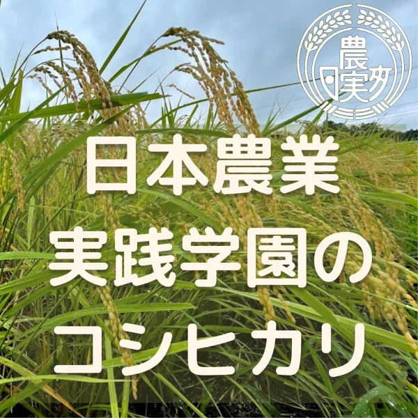 日本農業実践学園の学生と作った太陽の恵みのコシヒカリ白米無洗米分搗き可