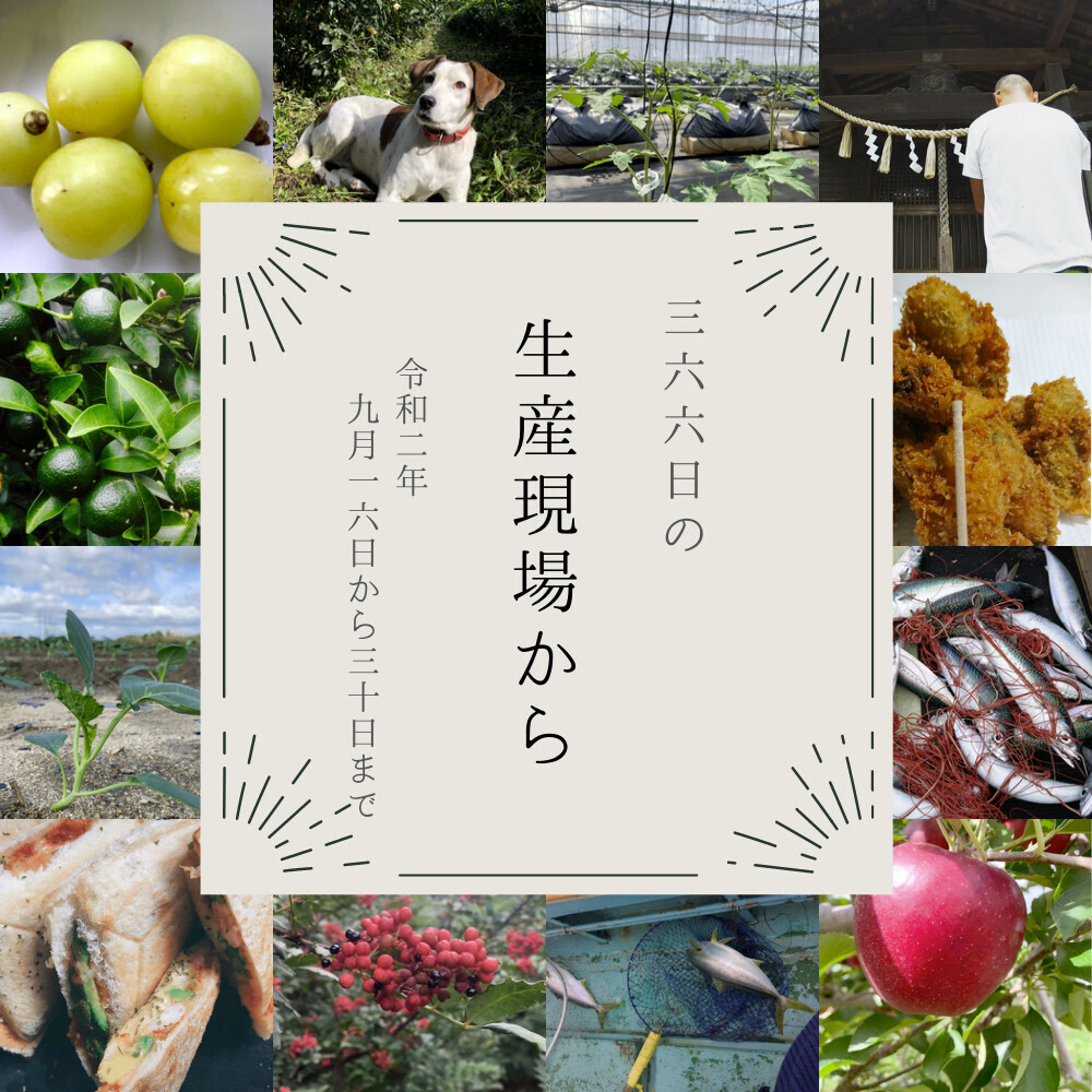 いざ収穫の秋🍁一方、海ではサバが…イカが…😢9月後半の生産現場から