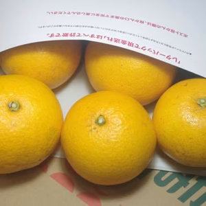 《農薬不使用》無農薬早生はっさく,八朔★1.8kg