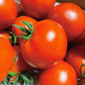 【常温便】濃味(こいあじ)フルーツトマト　美味しい完熟ミディトマトはギフトにも！