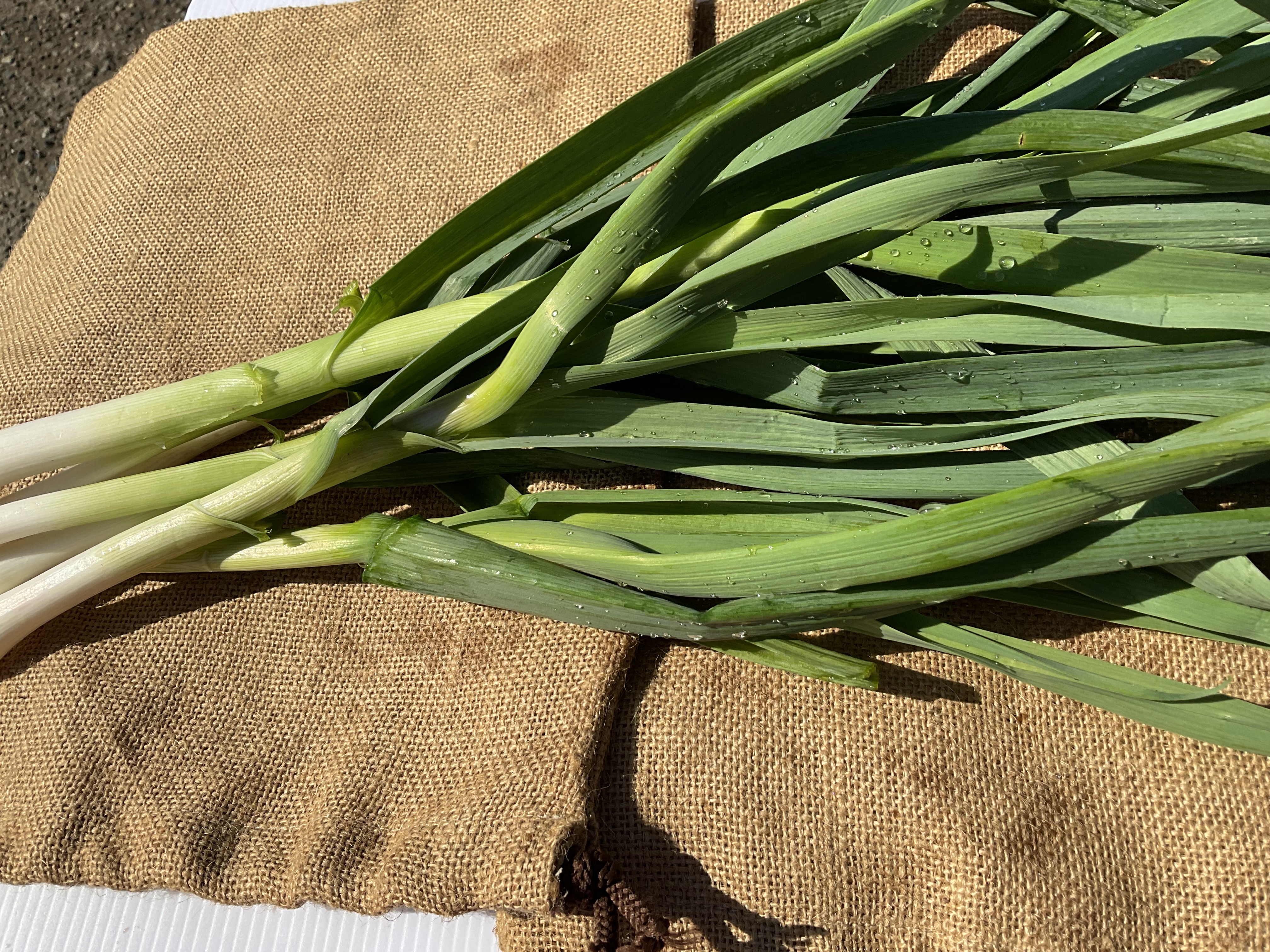 高知県産【高級食材♪葉ニンニク】3kg 農家直送！ 産地直送 野菜 T imgrc0090195177.jpg