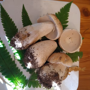 ◆早い者勝ち◆ニセコ産天然生ポルチーニ茸
