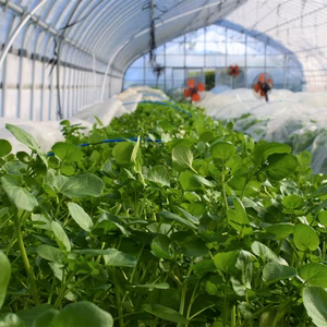 【お初の方専用】　ゴウツクレソンと複数の旬野菜をセットで