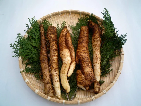 【福袋2022】紀州高野　自然薯　お試しショートサイズ（約700グラム）送料無料