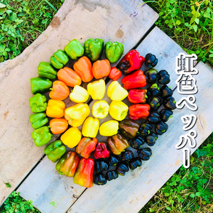1【数量限定】虹色ペッパー美味しさ10倍✨！甘い！旨ピーマン！自然栽培　農薬不使