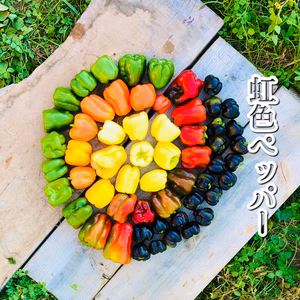 1【数量限定】虹色ペッパー美味しさ10倍✨！甘い！旨ピーマン！自然栽培　農薬不使