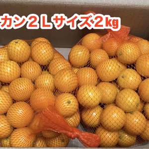 キンカン2Ｌ　２kg  渋みと甘みのコラボな味わい