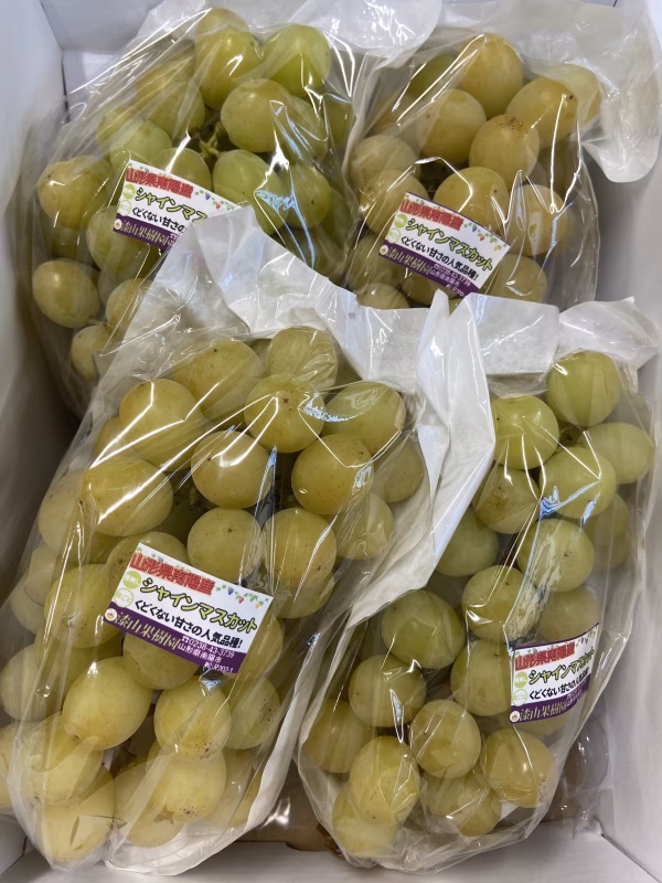 ご家庭用訳あり★完熟シャインマスカット3～5房詰合わせ